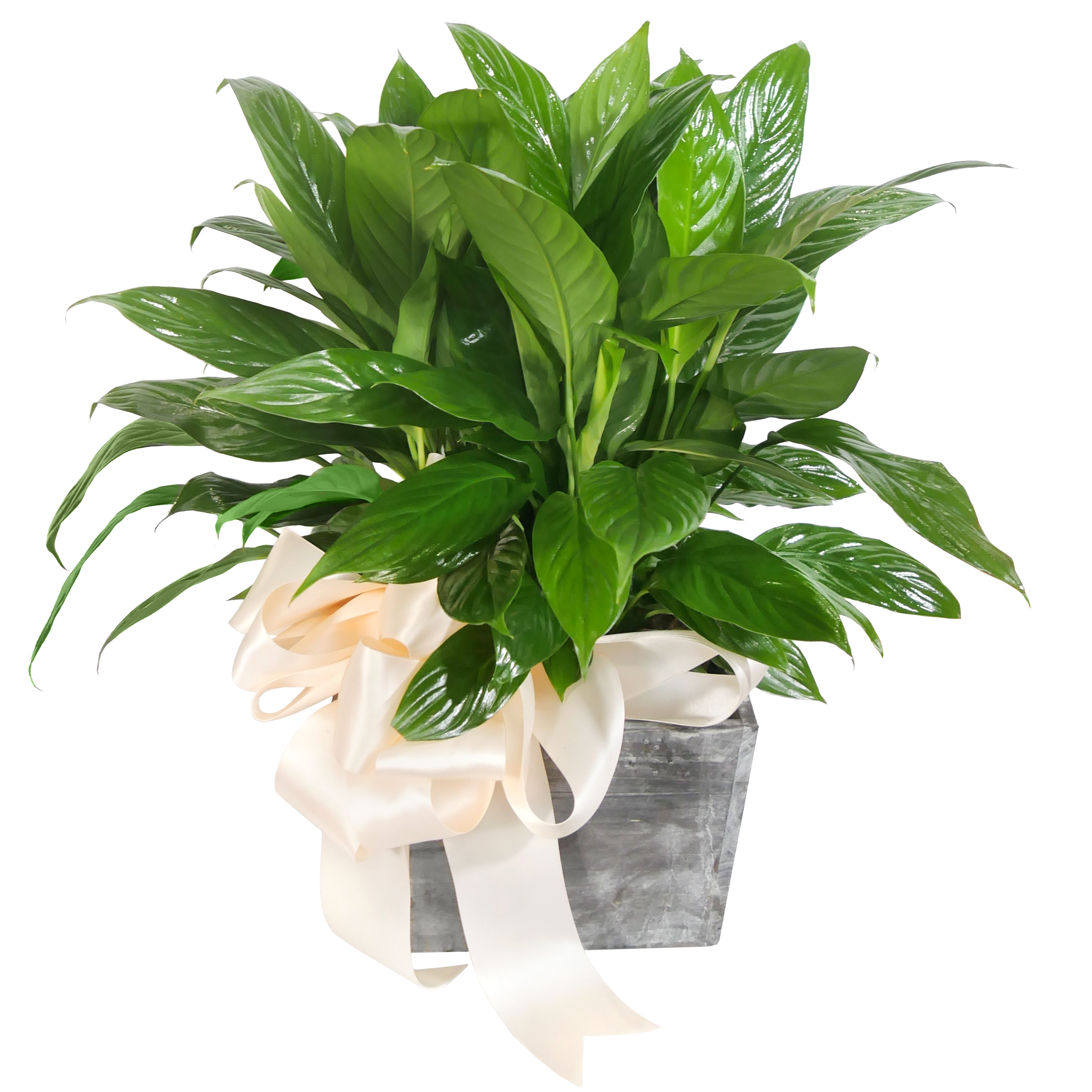 Peace Lily Plant, Stems at the Palatine - RSVP Style