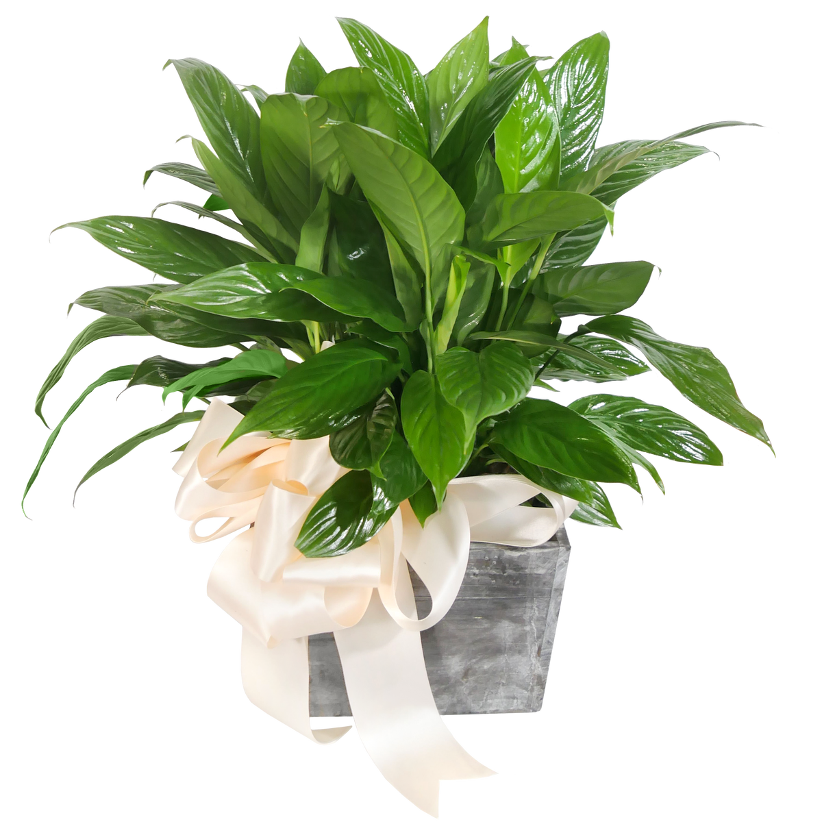 Peace Lily Plant, Stems at the Palatine - RSVP Style